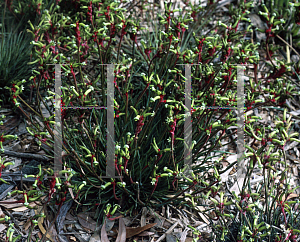 Picture of Anigozanthos gabrielae 