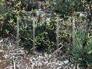 Picture of Anigozanthos gabrielae 