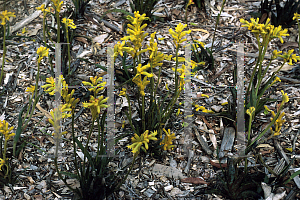 Picture of Anigozanthos humilus 