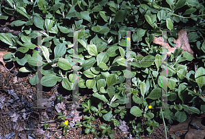 Picture of Antennaria dioica 