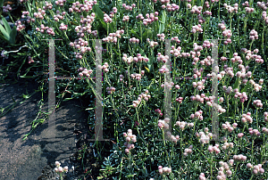 Picture of Antennaria dioica 