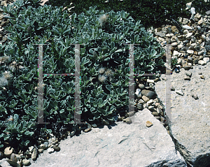 Picture of Antennaria parvifolia 