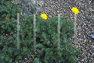 Picture of Anthemis marschalliana 