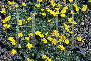 Picture of Anthemis marschalliana 