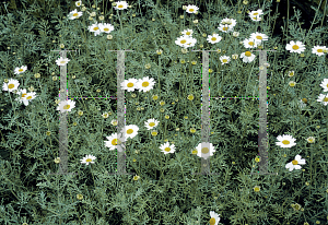 Picture of Anthemis punctata ssp. cupaniana 