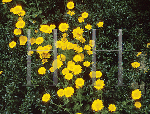 Picture of Anthemis sancti-johannis 