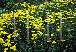 Picture of Anthemis tinctoria 