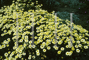 Picture of Anthemis tinctoria 'E. C. Buxton'