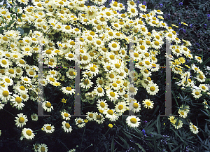 Picture of Anthemis tinctoria 'E. C. Buxton'