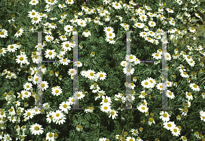 Picture of Anthemis tinctoria 'Paul's White'