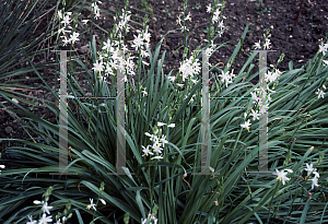 Picture of Anthericum lilago 