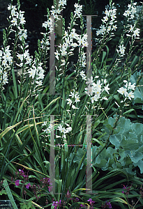 Picture of Anthericum lilago 