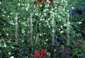 Picture of Anthericum ramosum 