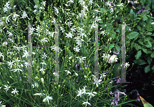 Picture of Anthericum ramosum 