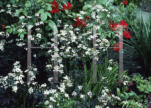 Picture of Anthriscus sylvestris 'RavensWing'