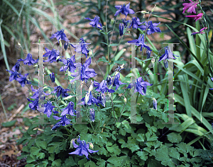 Picture of Aquilegia alpina 