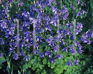 Picture of Aquilegia alpina 