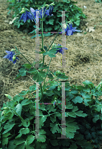 Picture of Aquilegia alpina 