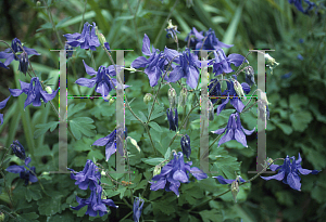 Picture of Aquilegia alpina 