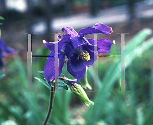 Picture of Aquilegia alpina 