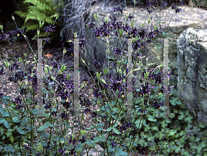 Picture of Aquilegia atrata 