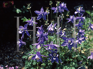 Picture of Aquilegia bertolonii 