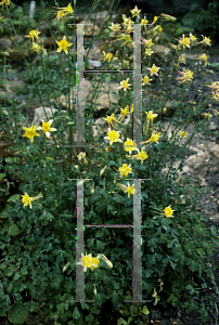 Picture of Aquilegia chrysantha 
