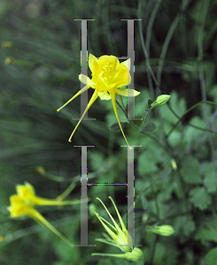 Picture of Aquilegia chrysantha 