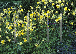 Picture of Aquilegia chrysantha 