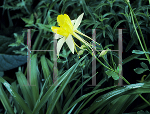 Picture of Aquilegia chrysantha 