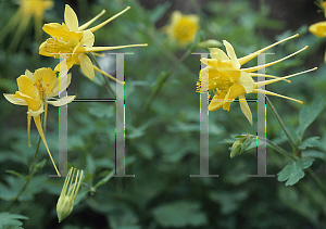 Picture of Aquilegia chrysantha var. hinckleyana 