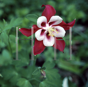 Picture of Aquilegia x hybrida 'Cardinal (Songbird Series)(n)'