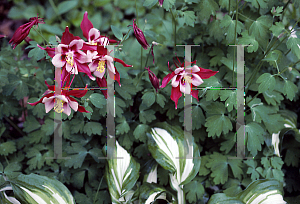 Picture of Aquilegia x hybrida 'Cardinal (Songbird Series)(n)'