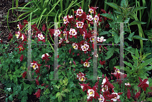 Picture of Aquilegia x hybrida 'Cardinal (Songbird Series)(n)'
