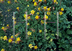 Picture of Aquilegia formosa 