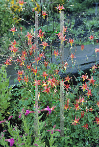 Picture of Aquilegia formosa 