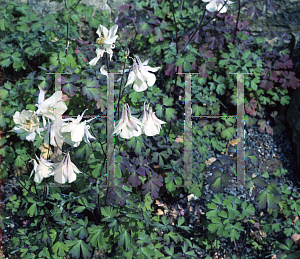 Picture of Aquilegia fragrans 