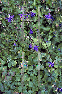 Picture of Aquilegia glandulosa 