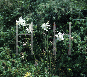 Picture of Aquilegia microphylla 