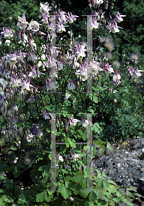 Picture of Aquilegia oxysepala 