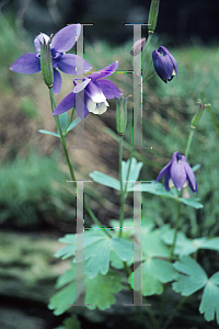 Picture of Aquilegia vulgaris 