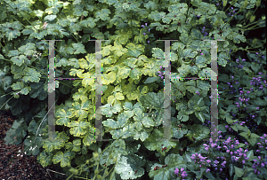 Picture of Aquilegia vulgaris 'Woodside'