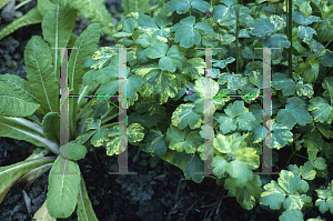 Picture of Aquilegia vulgaris 'Woodside'