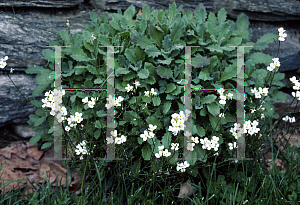 Picture of Arabis alpina 