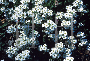 Picture of Arabis alpina 