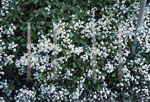 Picture of Arabis alpina 'Flore Plena'