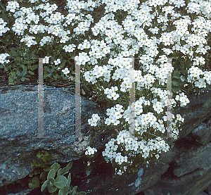 Picture of Arabis caucasica 'Snowcap'