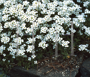 Picture of Arabis caucasica 'Snowcap'