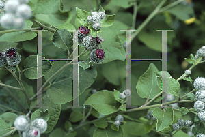 Picture of Arctium tomentosum 