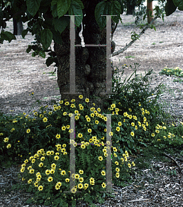 Picture of Arctotheca calendula 